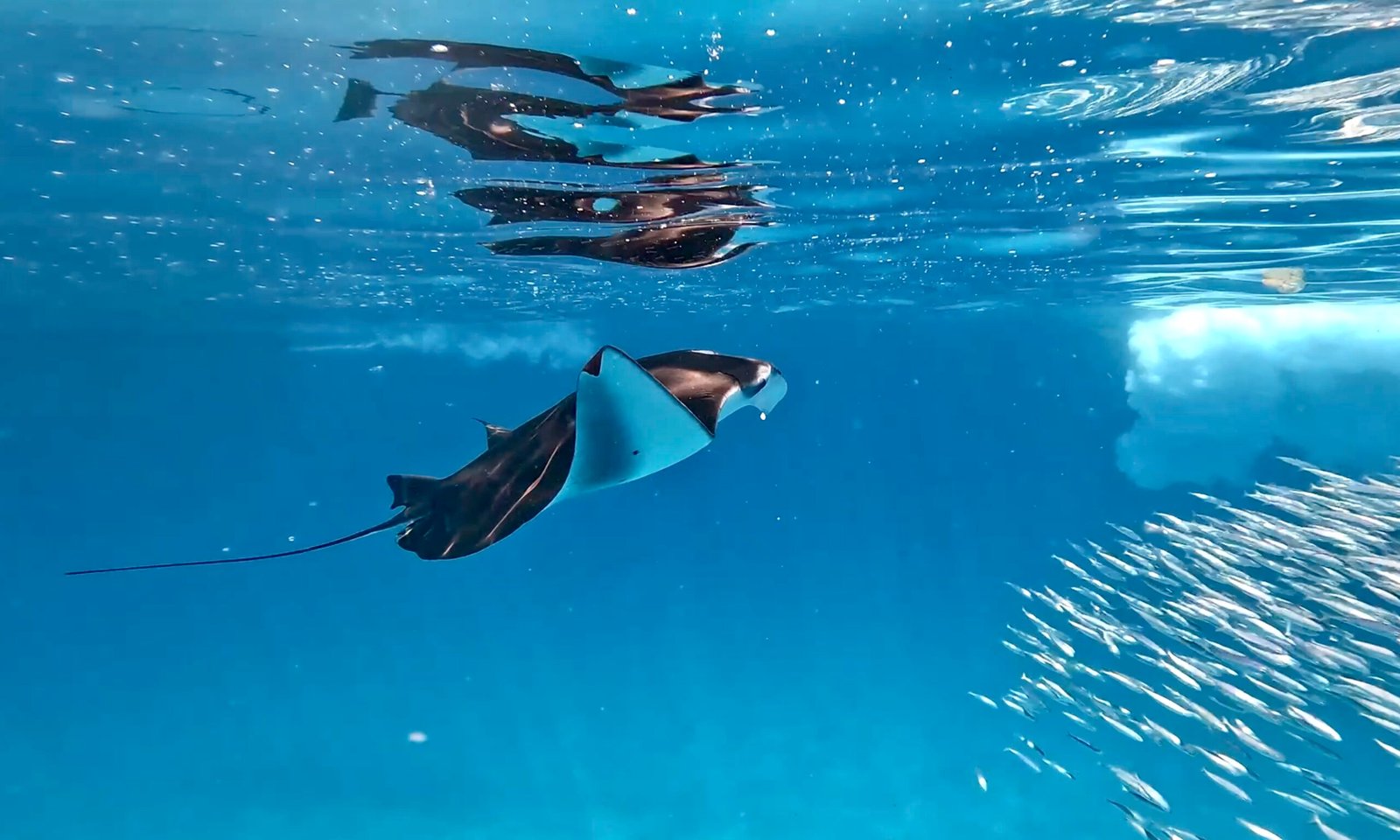 Underwater photo