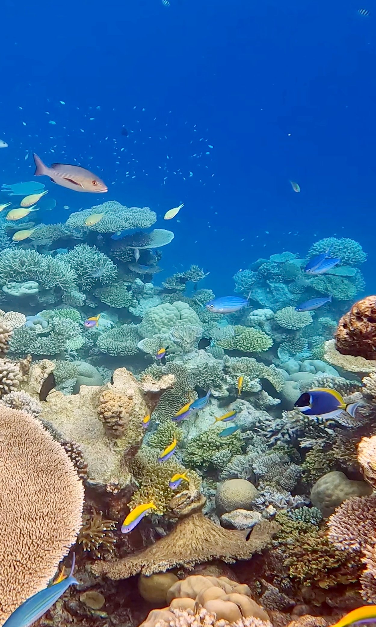 Underwater photo
