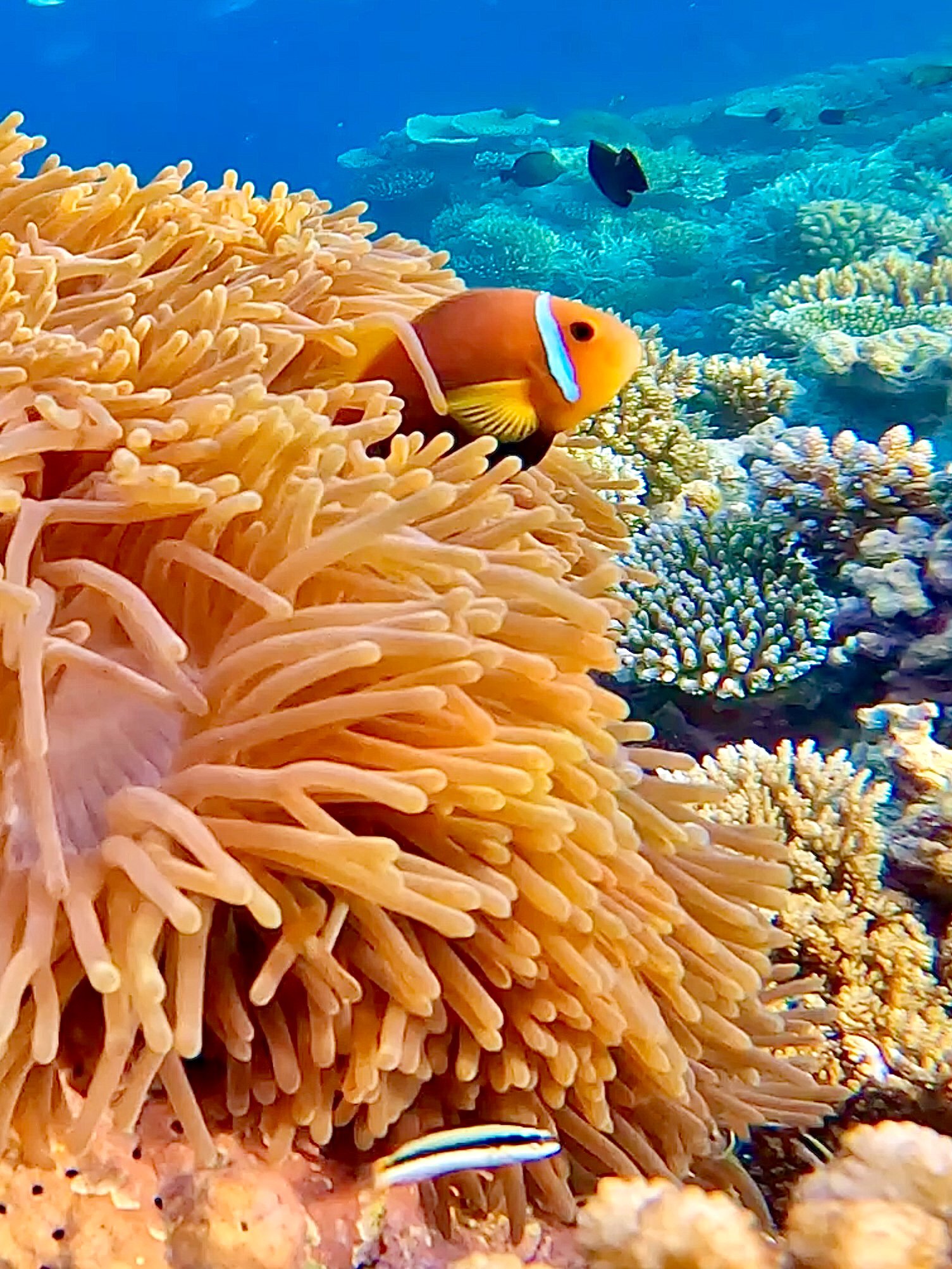 Underwater photo